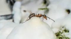 За тоа каде и како ants зима